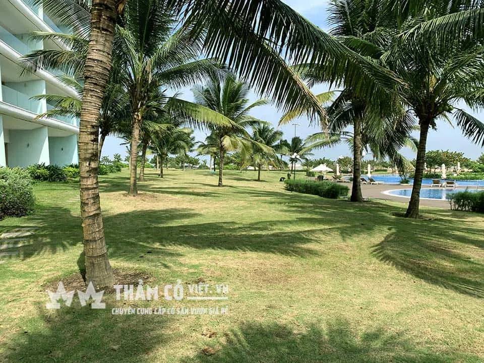 Cỏ nhung Nhật