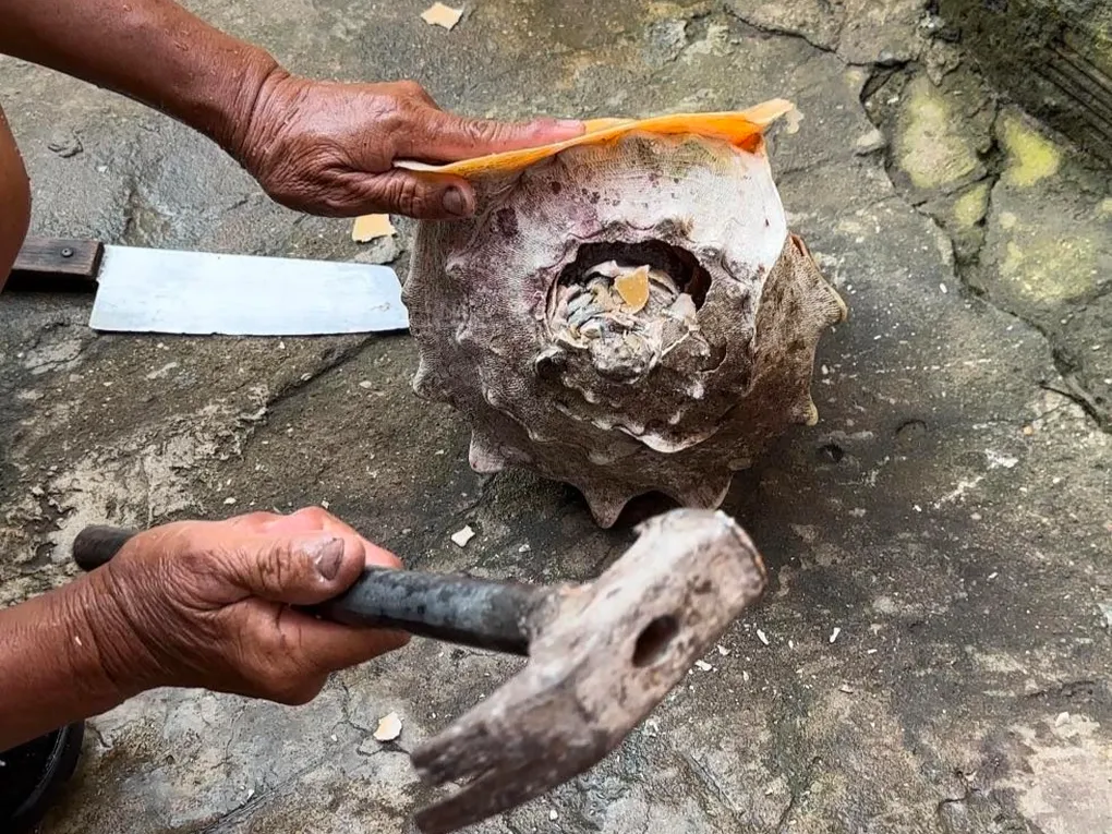Ốc lạ nặng 5kg, TikToker Việt 4 lần trải nghiệm vẫn không gỡ được thịt - 3